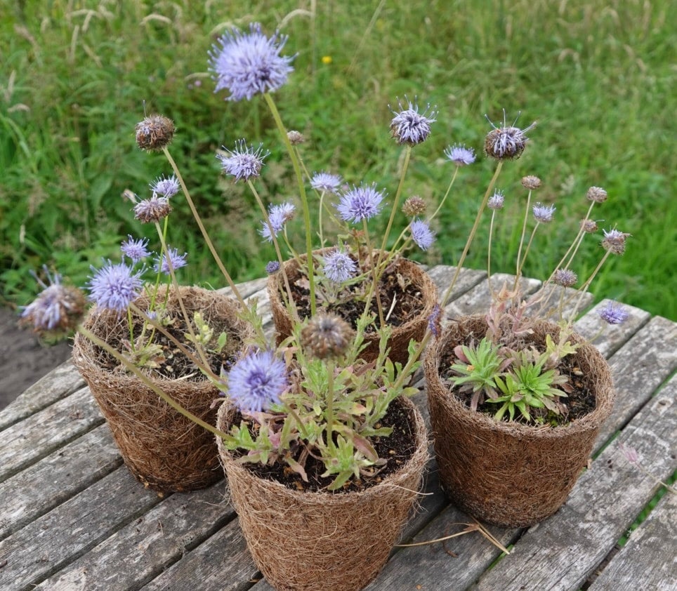 Buy Sheep's bit (Jasione montana) plants | Welsh Organic Wildflowers
