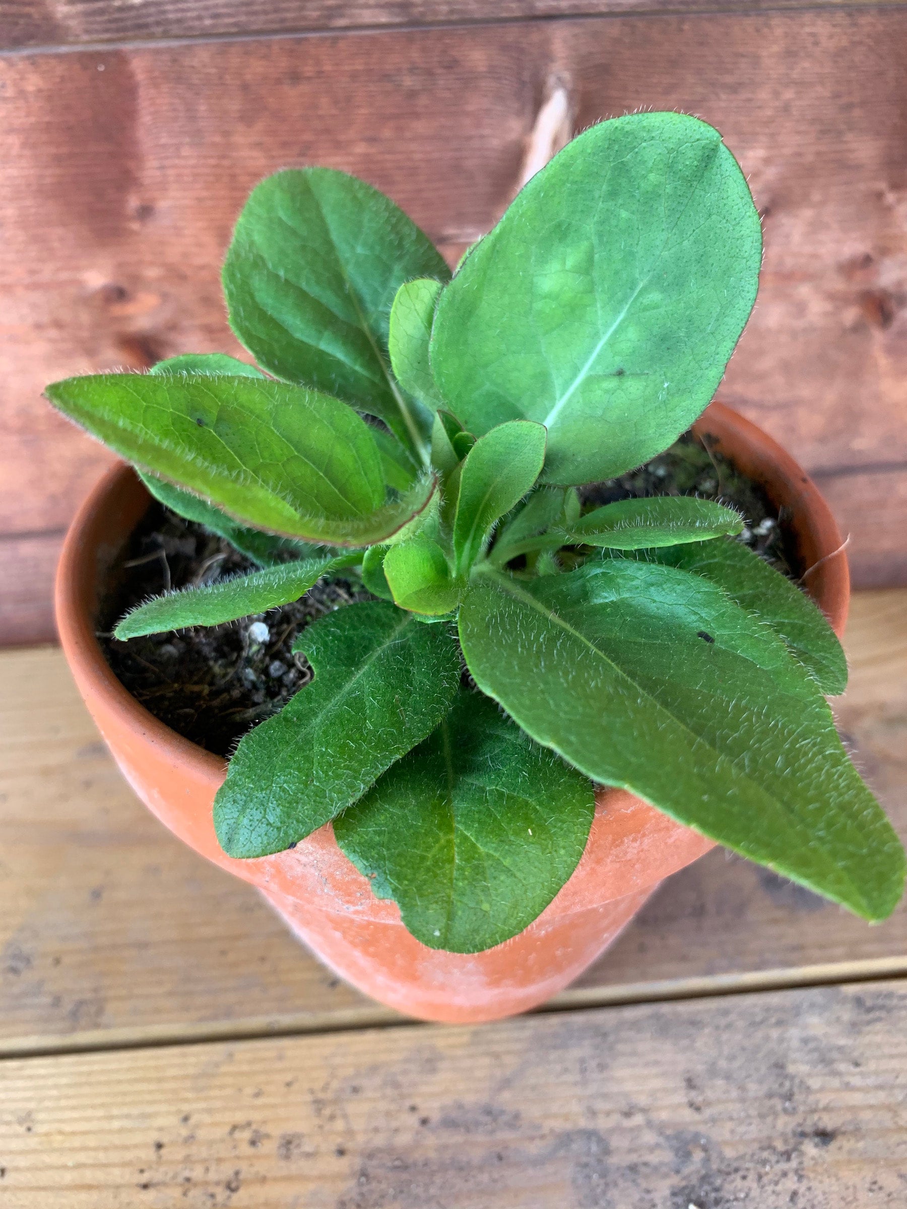 コウテイ 生写真 Organic Devil's bit scabious (Succisa pratensis) | Welsh Organic