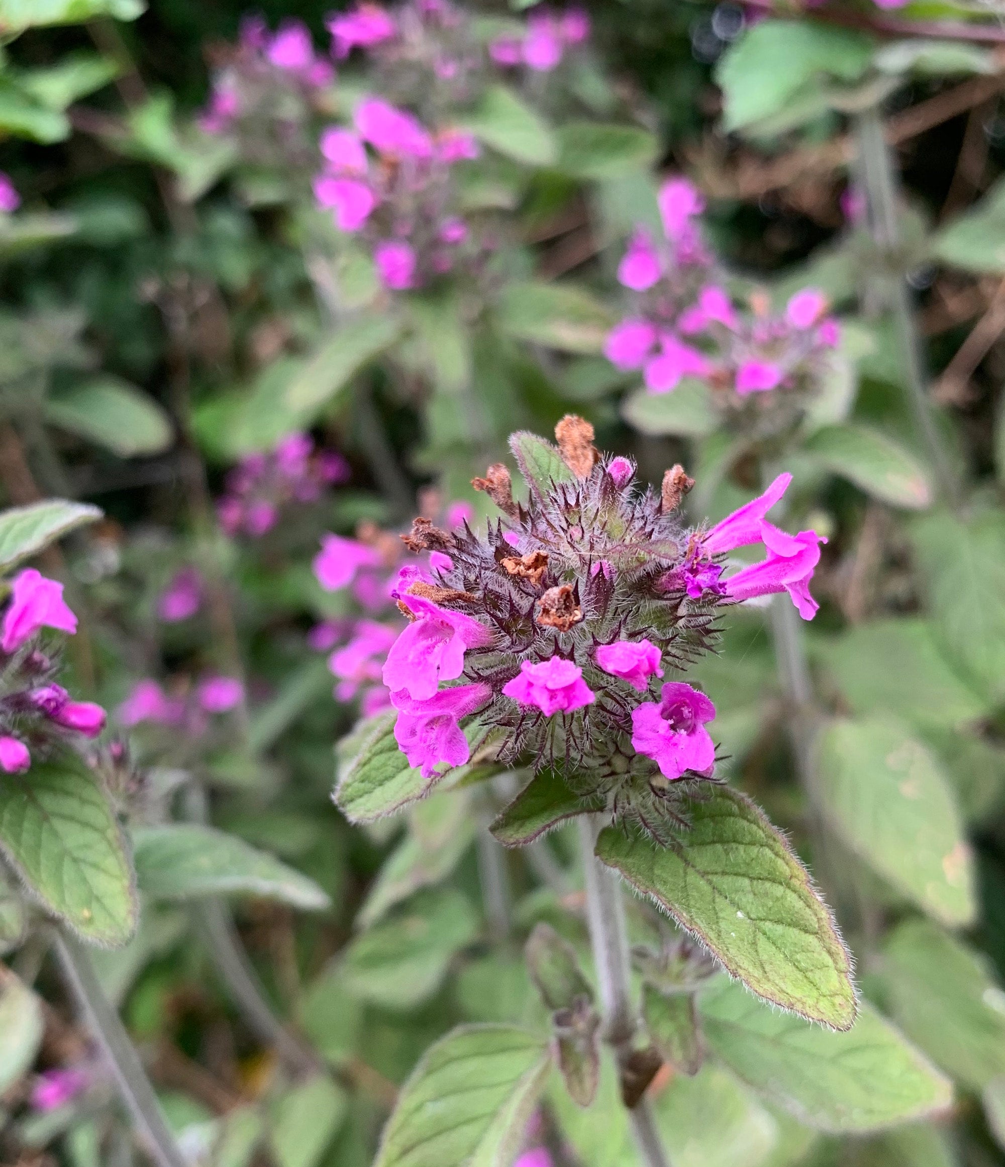 Organic Wild Basil (Clinopodium vulgare) | Welsh Organic Wildflowers