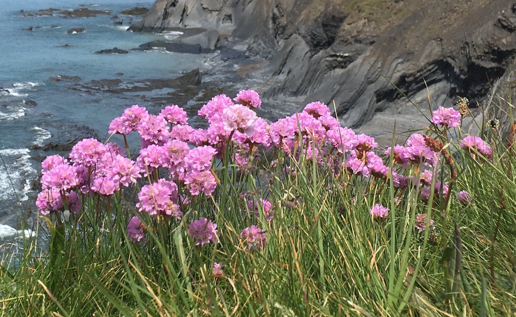 Thrift Welsh Organic Wildflowers thrift-welsh-organic-wildflowers