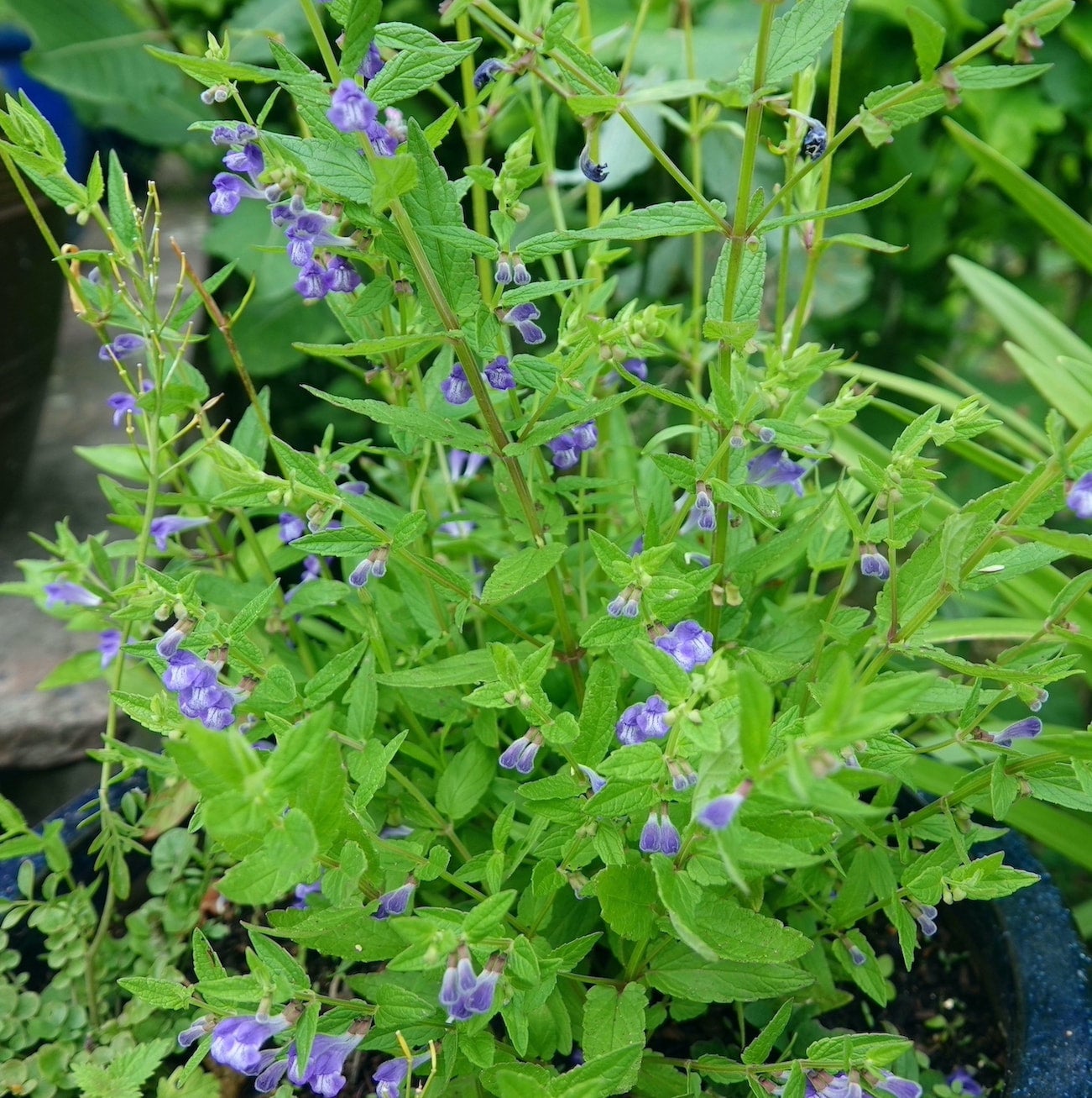 Skullcap Welsh Organic Wildflowers