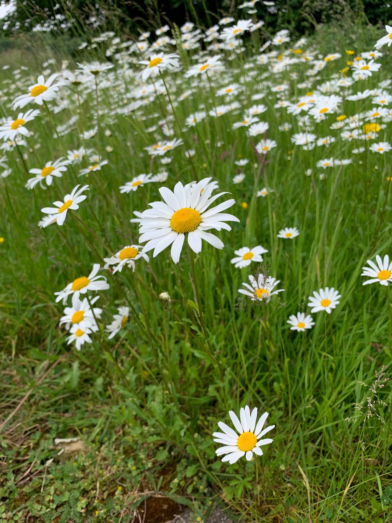 Organic Ox eye Daisy Welsh Organic Wildflowers