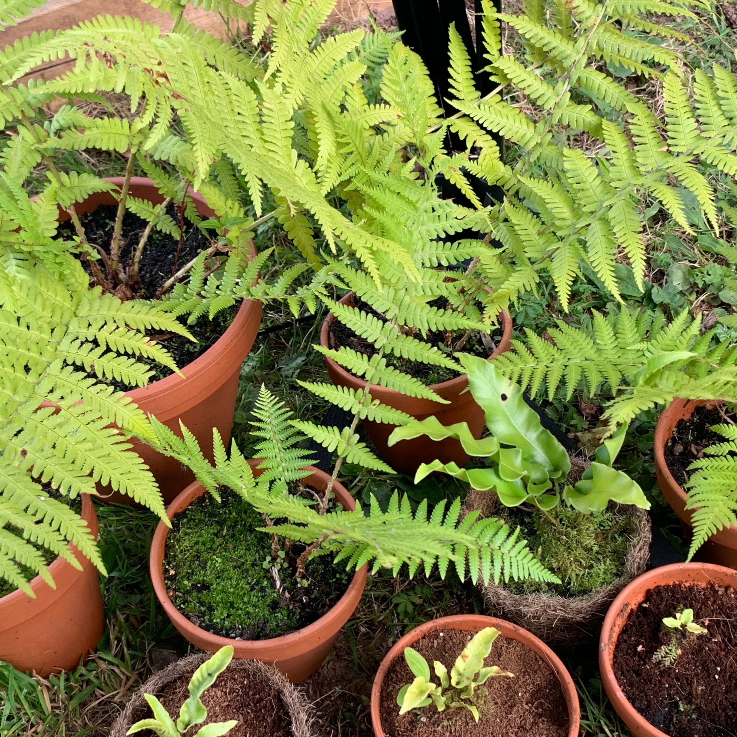 Hardy ferns welsh organic wildflowers